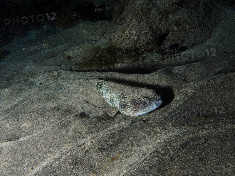 A camouflaged Atlantic lizardfish (Synodus saurus) rests in the sand at night, dive site: El Cabron Marine Reserve, Arinaga, Gran Canaria, Spain, Europe, Atlantic Ocean
