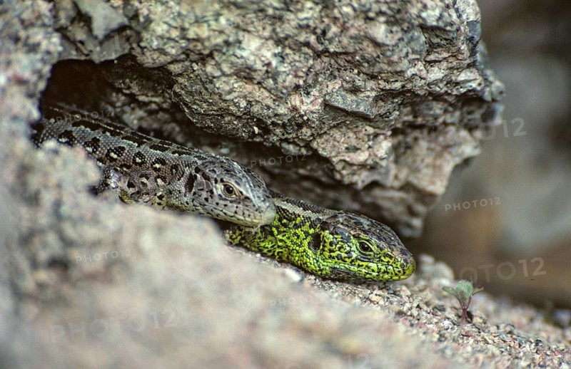 Lacerta agilis, sand lizard, sand lizard, critters, lizards, lizards, female, FFH, reptiles, lizards, male, reptilia, reptiles, female