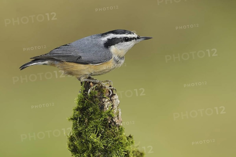 Red-breasted Nuthatch (Sitta canadensis), British Columbia, Canada
