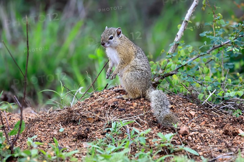 Smith's bush squirrel (Paraxerus cepapi), yellow-footed bush squirrel, adult, sitting, on the ground, alert, Kruger National Park, South Africa