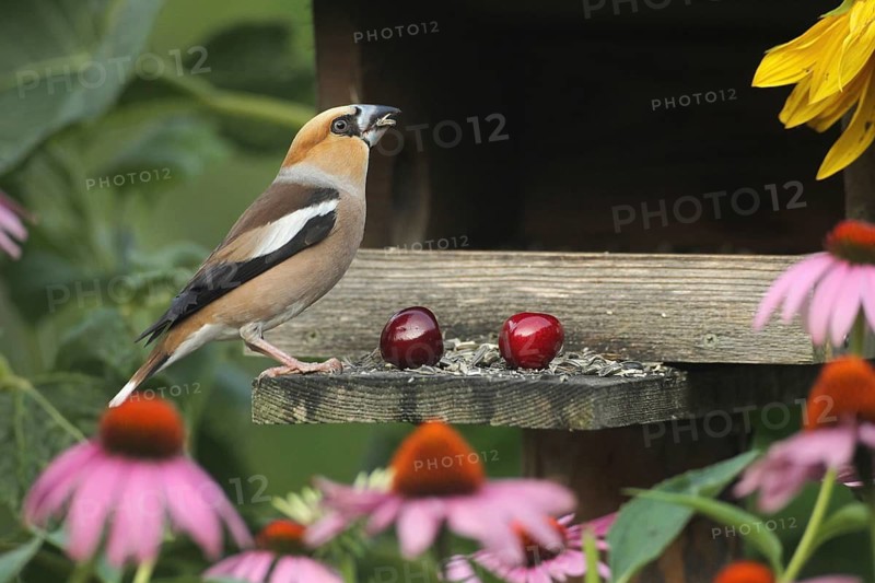 Hawfinch (Coccothraustes coccothraustes) at the bird feeder in the summer garden, amongst flowering purple coneflowers (Echinacea purpurea) and sunflowers (Helianthus annuus), Allgäu, Bavaria, Germany
