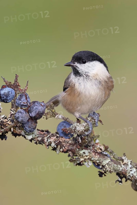Marsh tit, (Parus palustris), sitting on a branch in a blackthorn bush, (Prunus spinosa), sloes, with ripe fruit, autumn, wildlife, animals, tit family, songbird, birds, Wilnsdorf, North Rhine-Westphalia, Germany