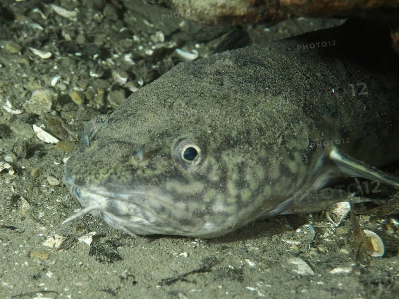 Close-up of a fish – a burbot (Lota lota) – on a sandy seabed, showing detailed facial features. Dive site: Riff Williams, Herrliberg, Lake Zurich, Canton of Zurich, Switzerland