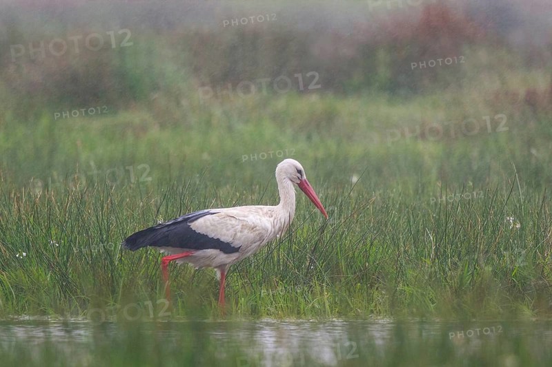 White Stork (Ciconia ciconia) foraging in the rain, North Rhine-Westphalia, Germany