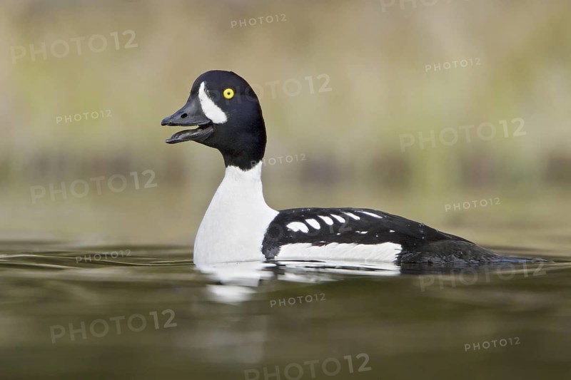 Barrow's Goldeneye (Bucephala islandica) male, British Columbia, Canada