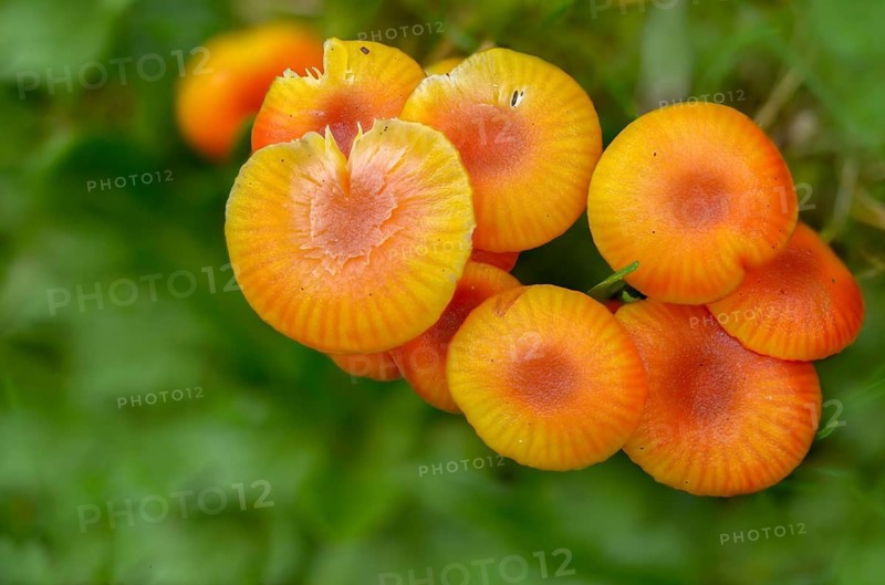 Hygrocybe miniata, hygrocybe strangulata, mennirot felt sapling, mennirot sapling, sapling, fungi, fungi, mushrooms, Vermilion waxcap