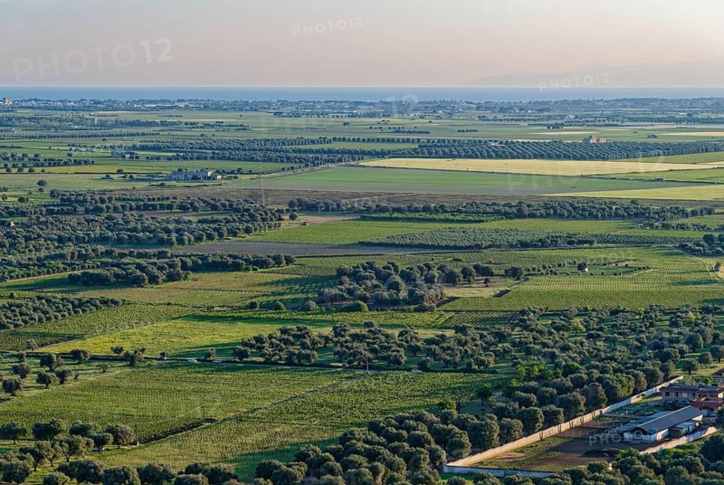 Rural plain with olive trees in northern Salento between a mountain range near San Giorgio Ionico and the Ionian Sea. Roccaforzata, Apulia, Italy