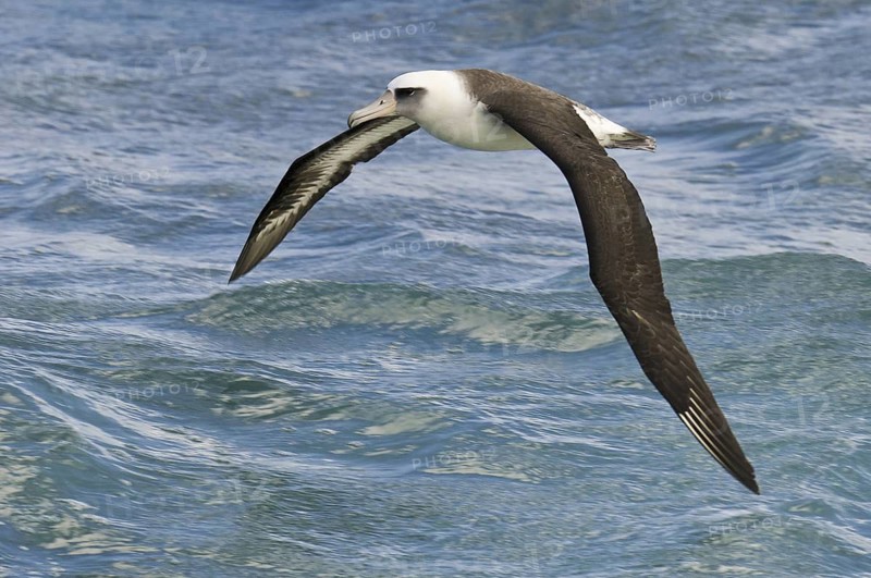 Laysan Albatross (Phoebastria immutabilis), Hawaii, USA