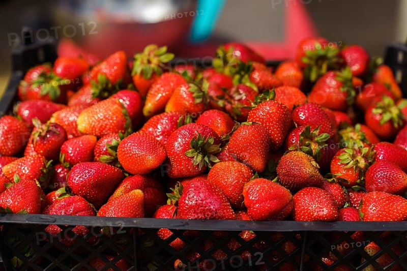 Close-up of a box of ripe juicy strawberries in the garden in the sunlight. Strawberry harvest on a farm or in a private garden