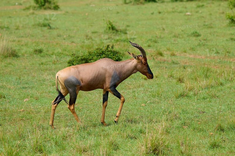 An antelope stands alone in a green pasture in the savannah: a topi (Damaliscus lunatus jimela), Masai Mara National Reserve, Narok County, Kenya