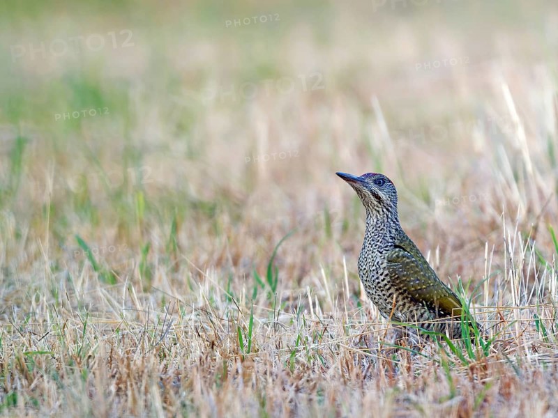 Green Woodpecker (Picus viridis), young bird on a mown meadow, Solms, Hesse, Germany