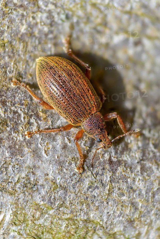 Coppery broad-nosed weevil, coppery weevil, polydrusus mollis, beetle, coleoptera, high size, portrait format, insects, beetles