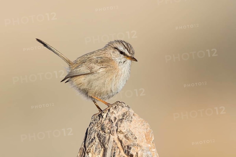 Streaked Scrub Warbler (Scotocerca inquieta), Eilat, Israel