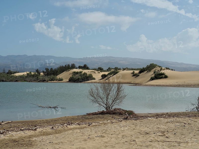 Lagoon in front of dunes with surrounding vegetation, quiet atmosphere under blue sky, La Charca de Maspalomas, Maspalomas Dunes, Gran Canaria, Spain