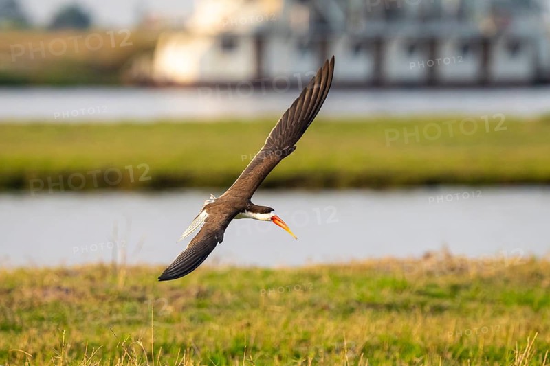 African Skimmer (Rynchops flavirostris), African Skimmer in flight, Ihaha, Chobe National Park, Botswana
