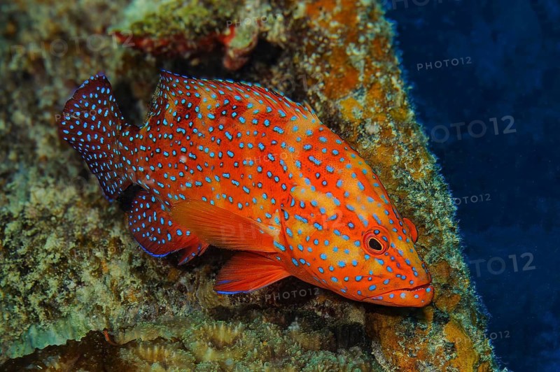 Underwater photograph of a jewel grouper (Cephalopholis miniata), Indian Ocean, Mauritius