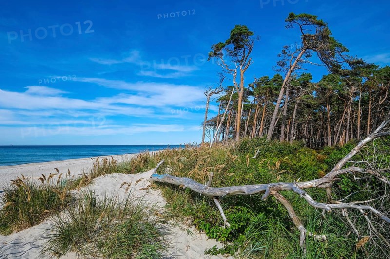 Born am Darß, Fischland-Darß-Zingst, Mecklenburg-Vorpommern, Germany, Pine forest in the dunes on the Darßer Weststrand north of Ahrenshoop. On the west coast of the Fischland-Darß-Zingst peninsula, there is a 14-kilometre stretch of sand on the western beach in the Vorpommersche Boddenlandschaft National Park. Here, romantic closeness to nature is combined with the unspoilt nature of the coastal landscape