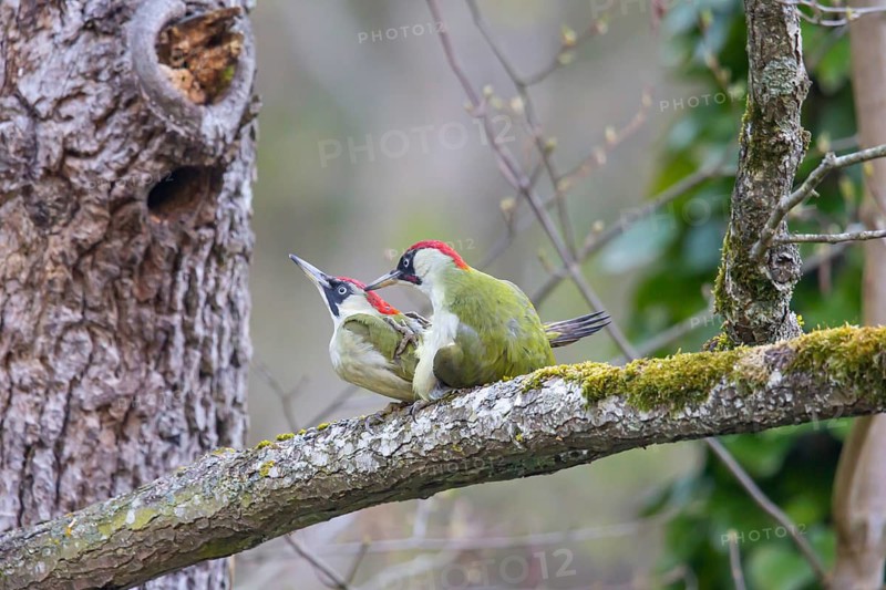 European green woodpecker (Picus viridis) Mating, Germany