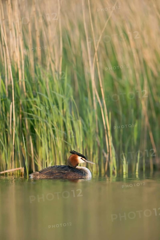 Great Crested Grebe (Podiceps cristatus), North Rhine-Westphalia, Germany