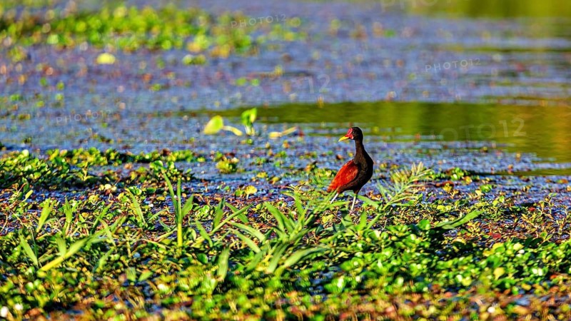A colourful bird stands amongst aquatic plants on a vast stretch of water: a red-fronted jacana (Jacana jacana) in the Amazon Basin near Rurrenabaque in Bolivia