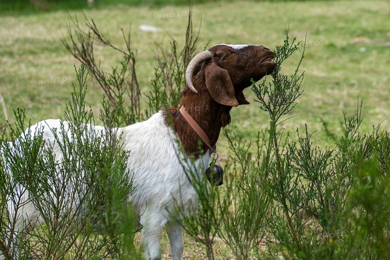 Artiodactyla, Boer goat, Capra aegagrus hircus sspec.1, even-toed ungulate, cloven-hoofed, domesticated animals, woody bite, pet, landscape management, landscape preservation, mammals, goat