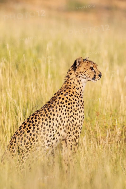 Cheetah (Acinonyx jubatus). Female. Kalahari Desert, Kgalagadi Transfrontier Park, South Africa