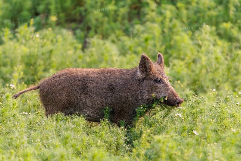 A wild boar (Sus scrofa) runs across a field of wild chamomile (Matricaria chamomilla). Bavaria, Germany