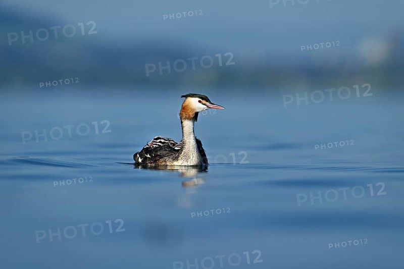 Great Crested Grebe (Podiceps Scalloped ribbonfish), with chicks in plumage swimming in the water, Lake Zug, Kanon Zug, Switzerland