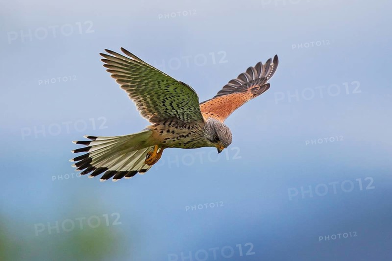 Common Kestrel (Falco tinnunculus) male flying, Baden-Wuerttemberg, Germany