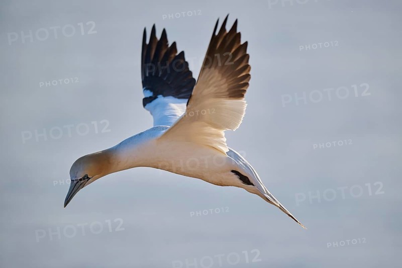 Northern gannet (Morus bassanus) flying over the sea at sunset, wildlife, Helgoland, Germany