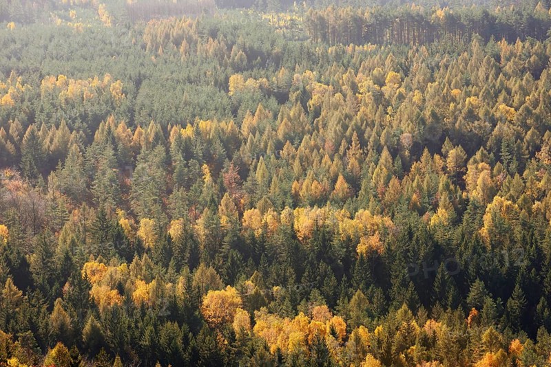 Mixed forest in autumn, view from Großer Zschirnstein, Saxon Switzerland, Elbe Sandstone Mountains, Saxony, Germany