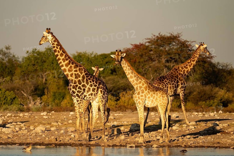 Angolan giraffes (Giraffa camelopardalis angolensis) in the evening light at a waterhole, Etosha National Park, Namibia