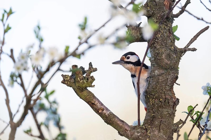 Great spotted woodpecker (Dendrocopos major) in a blossoming cherry tree, evening light, Baden-Württemberg, Germany