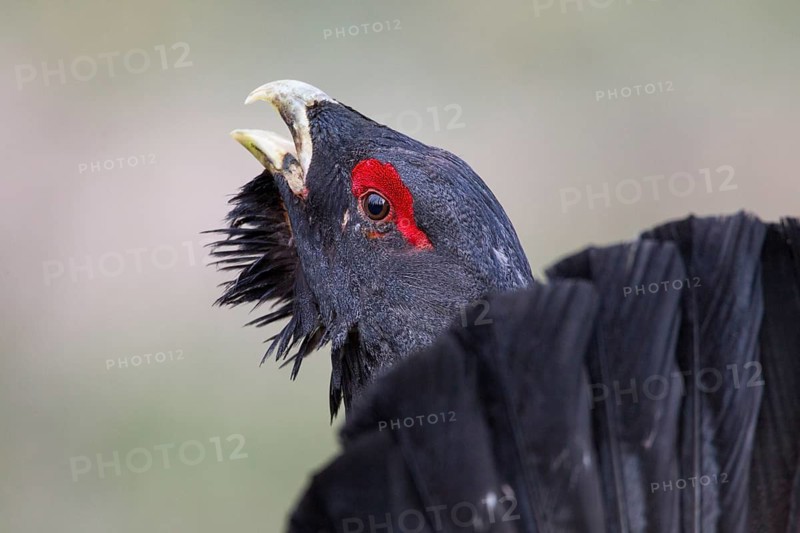 Western Capercaillie (Tetrao urogallus) male calling, Nizhegorodskaya, Russia