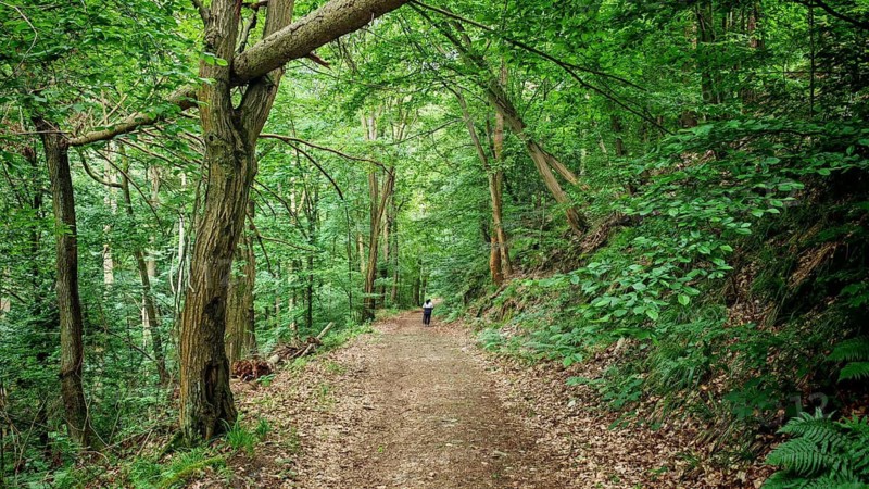 Forest trail with thick green leaves and a walker on the trail surrounded by nature, hiking in spring, Bad Blankenburg, Schwarzatal nature park Reserve, Thuringian Forest Nature Park, Thuringian Highlands