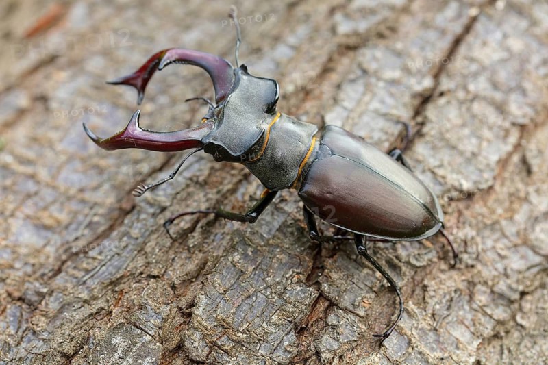 Stag beetle, (Lucanus cervus), insects, animals Neuhofen, garden, Rhineland-Palatinate, Germany