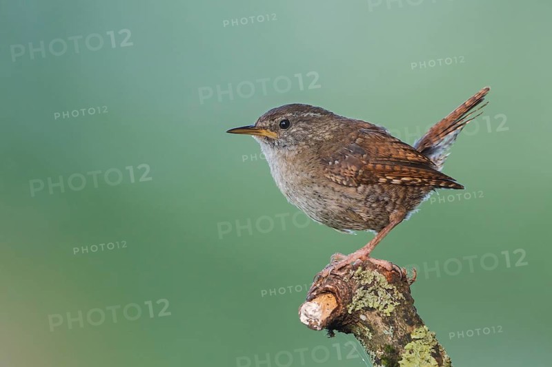 Northern Wren - Zaunkönig - Troglodytes troglodytes ssp. troglodytes, Germany, 1st cy