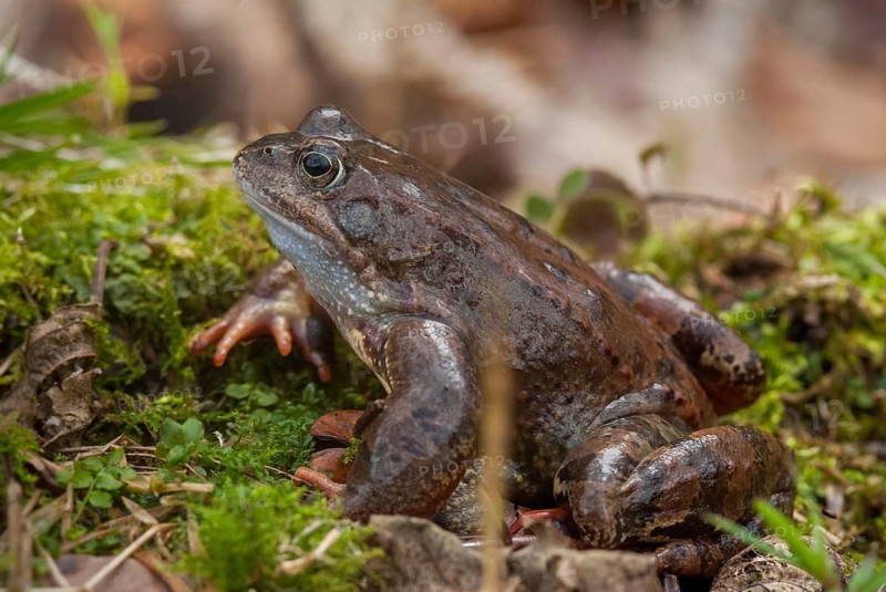 Common frog, common frog, rana temporaria, amphibians, amphibians, frog, frogs, amphibians