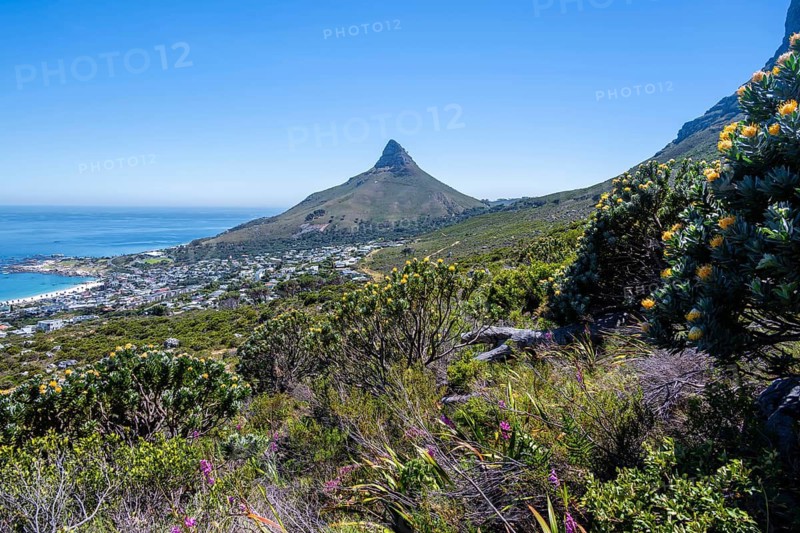Protea and fynbos plants on the mountainside, Camps Bay and Lions Head, mountainous landscape with adjacent town and coast, Eastern Cape, Cape Town, South Africa