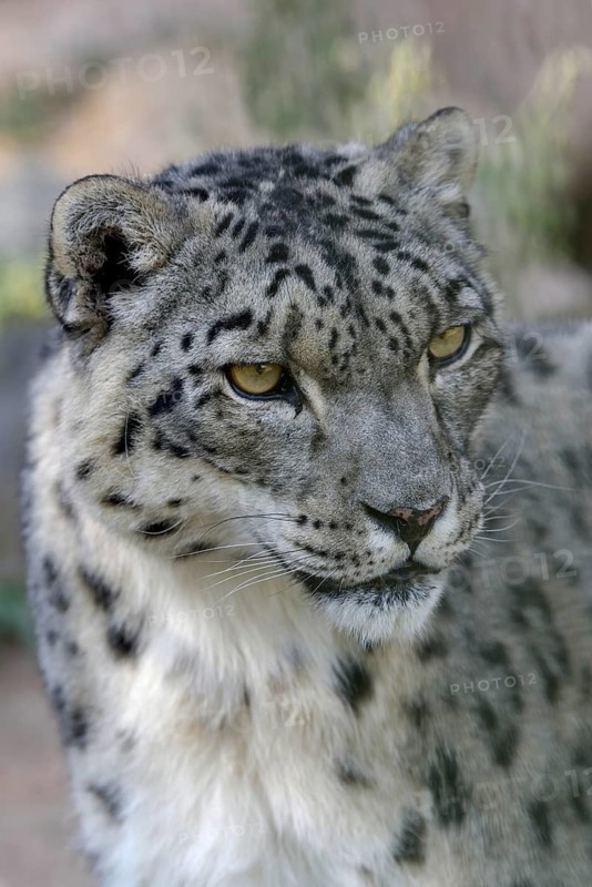 Snow leopard (Panthera uncia), animal portrait, captive, reception station of the German Nature Conservation Association, near Ananjevo, Kyrgyzstan
