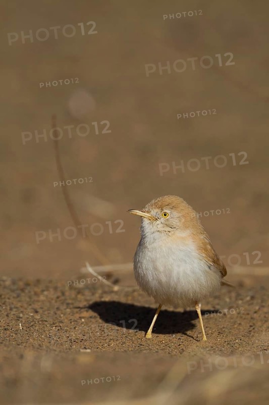 African Desert Warbler - Saharagrasmücke - Sylvia deserti, Morocco