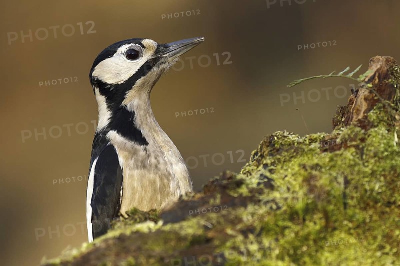 Great Spotted Woodpecker (Dendrocopos major) female, Asturias, Spain