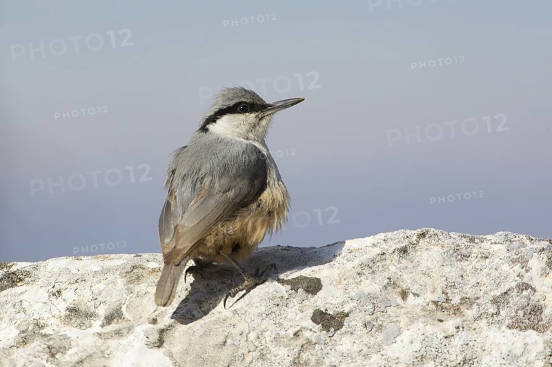 Eastern Rock Nuthatch (Sitta tephronota) perched on a rock, Turkey