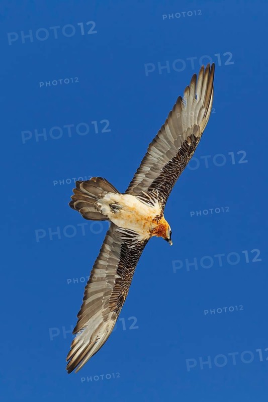Bearded Vulture (Gypaetus barbatus) flying, Valais, Switzerland