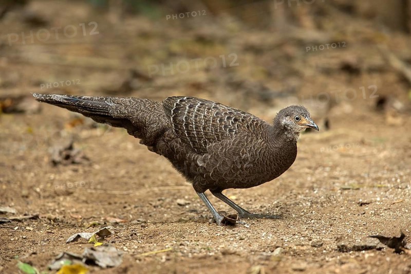 Grey Peacock-Pheasant (Polyplectron bicalcaratum) female, Yunnan, China