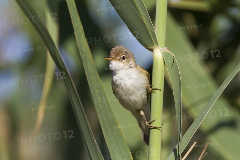 Common Reed Warbler - Teichrohrsänger - Acrocephalus scirpaceus ssp. fuscus, Cyprus