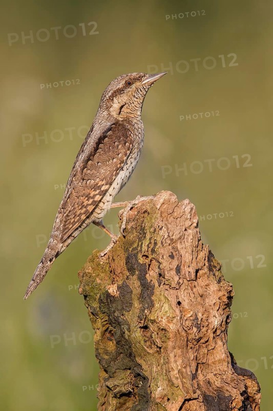 Eurasian Wryneck (Jynx torquilla) perched on a stump, Poland