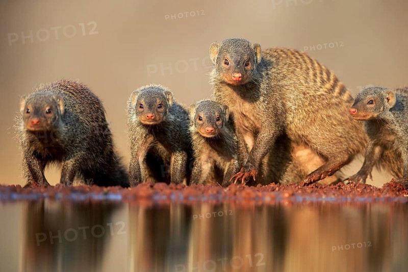Zebra mongoose (Mungos mungo), adult, group, at the water, drinking, Kruger National Park, Kruger National Park, Kruger National Park South Africa