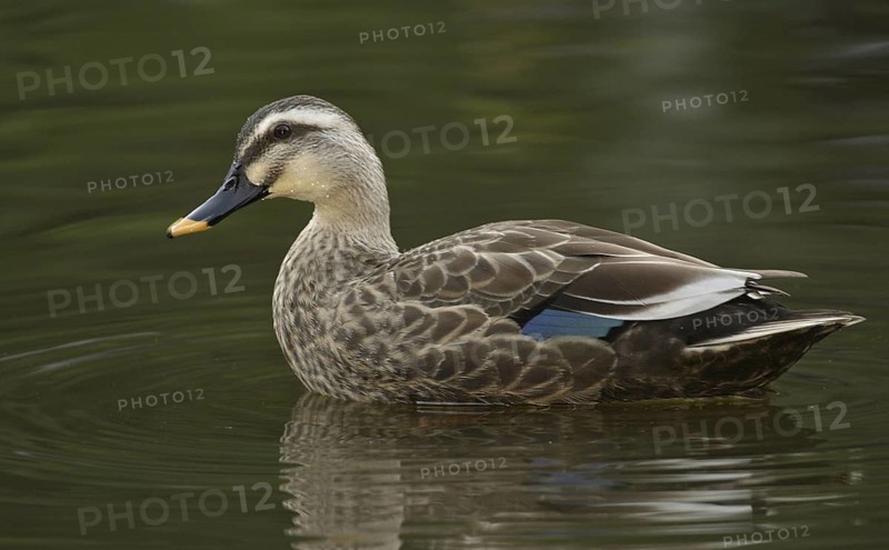 Eastern Spot-billed Duck (Anas zonorhyncha), Japan
