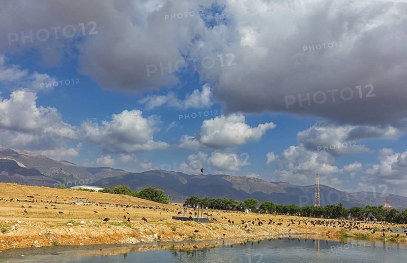 Landscape Oman, Raysut Waste Water Treatment Plant, Tree, Palm, Building, Steppe Eagle, Aquila nipalensis, Aigle des steppes, ¡guila Esteparia, Biotope, Raysut Waste Disposal, Salalah, Dhofar, Oman
